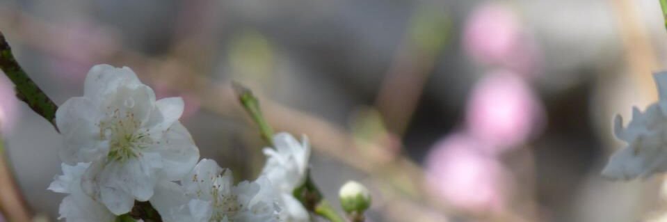 tsetsenbilegu's profile banner image