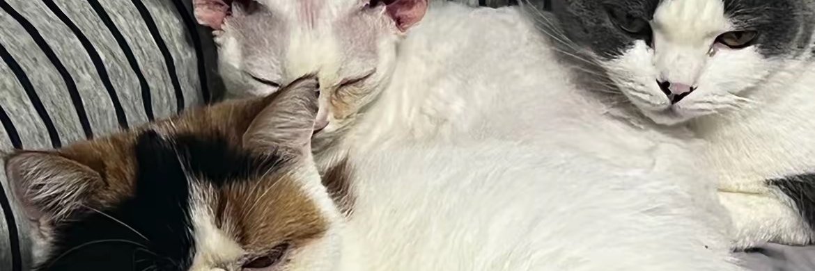 MatteoColetta's profile banner image