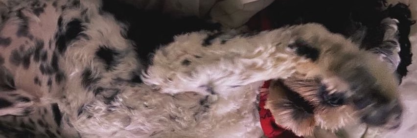 SierraStepanko's profile banner image
