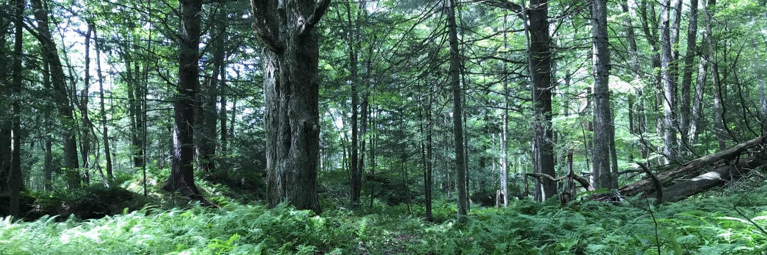 dr. mccormick banner