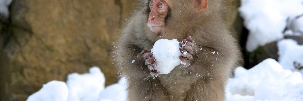 SnowballMonkee's profile banner image