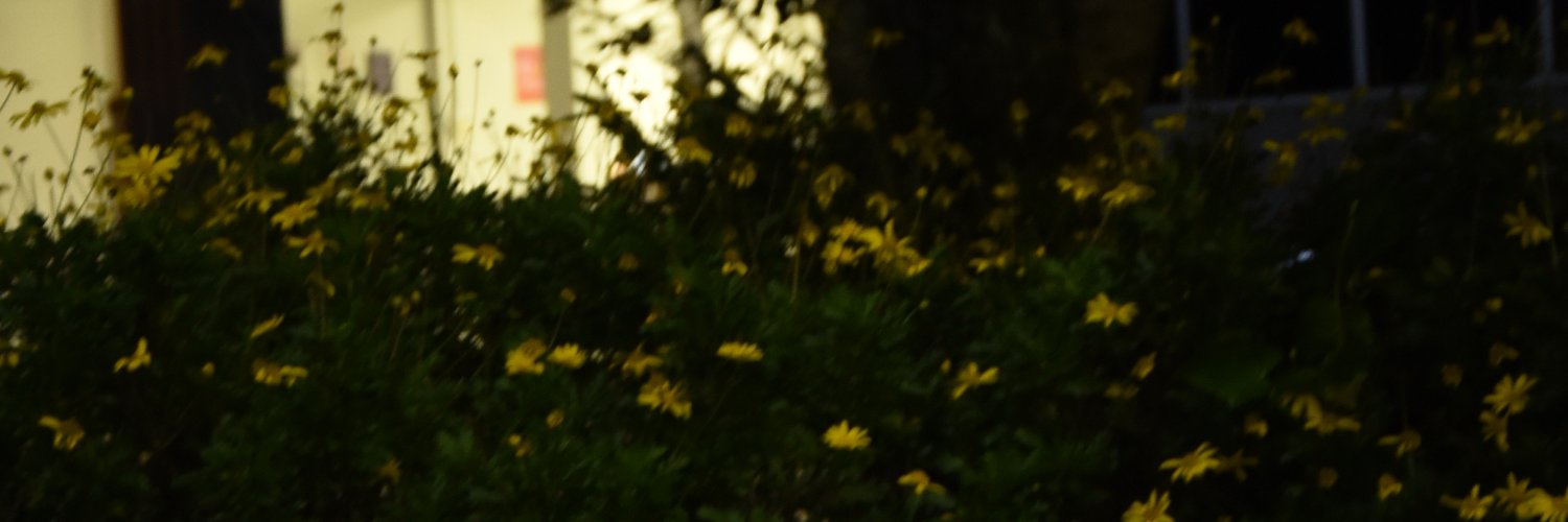 lara_kauer's profile banner image