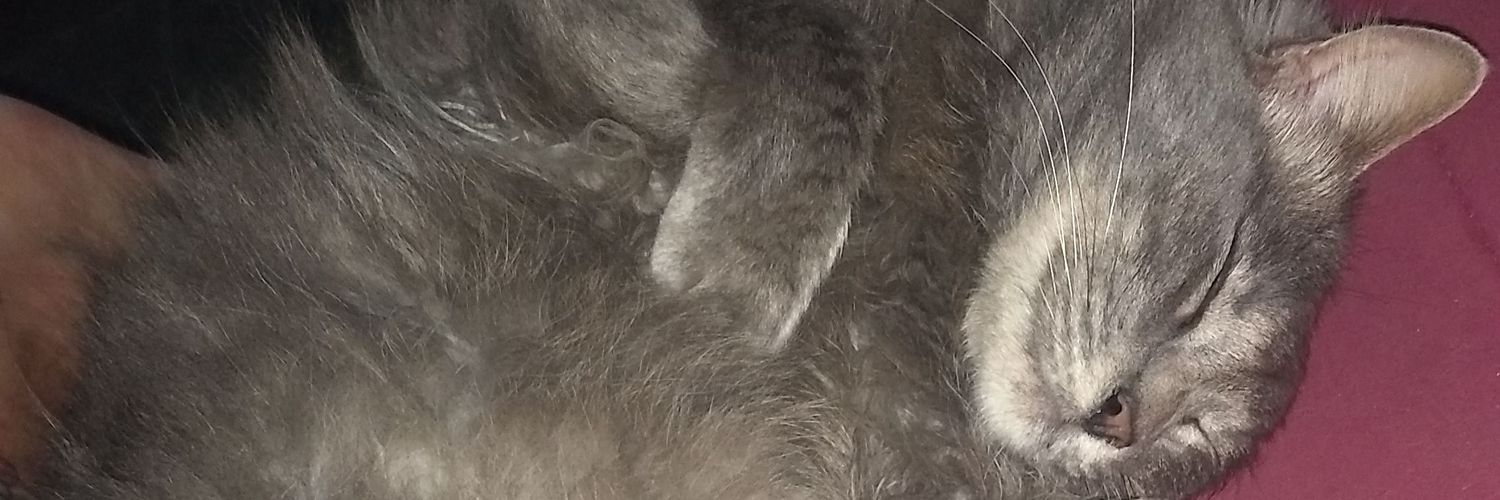Florchavicente's profile banner image