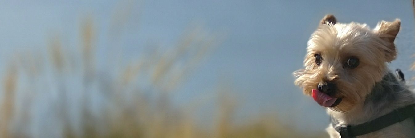 luis_alamadrid's profile banner image