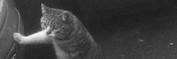 ItsAlbaPica's profile banner image