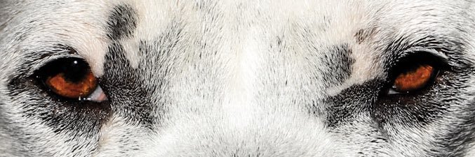 Lyrixofthemind's profile banner image