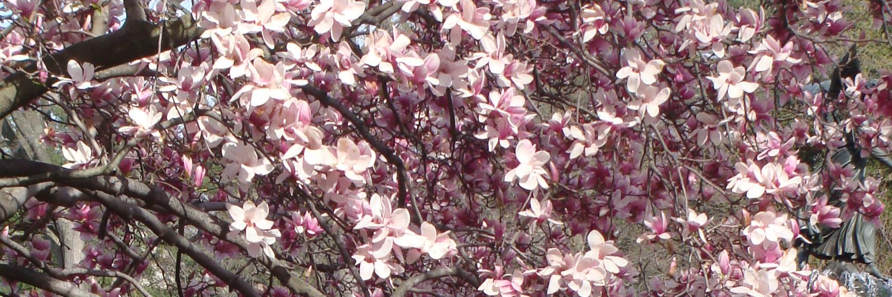 AlohaPiT's profile banner image