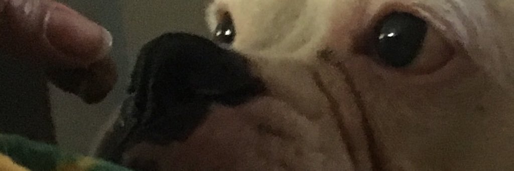 laurajcastro's profile banner image