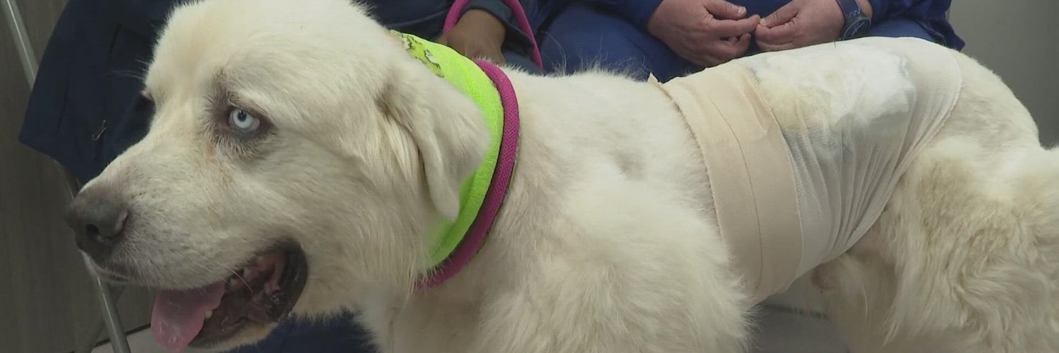 Dennis, Actual Antifascist banner