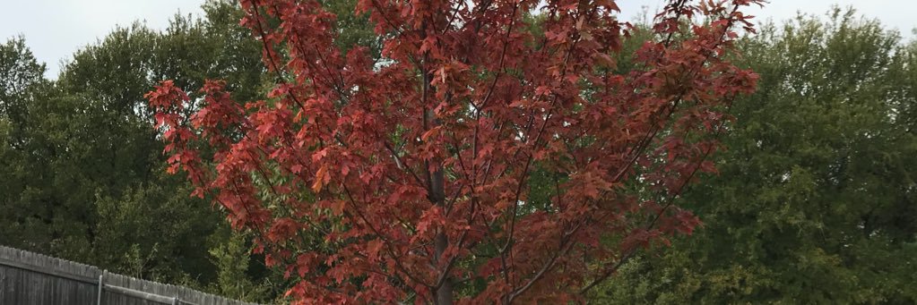 TracyNDye's profile banner image
