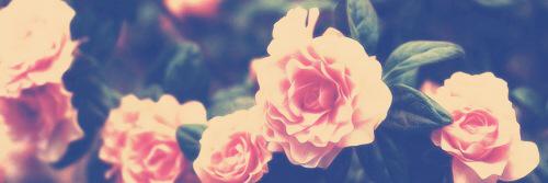 Erica_Estrada's profile banner image