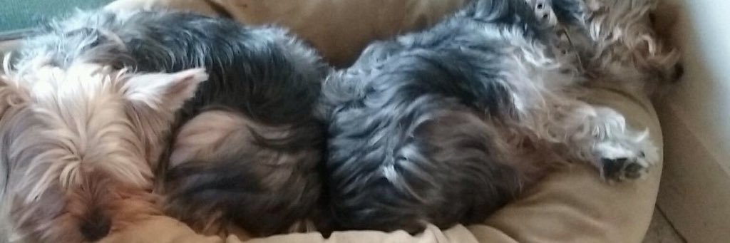 P M Hansen 🍊 banner