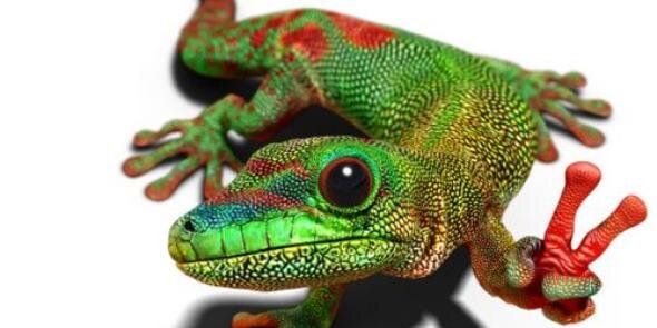 Gecko_O's profile banner image
