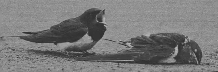 Alonso Sanchez Baute banner