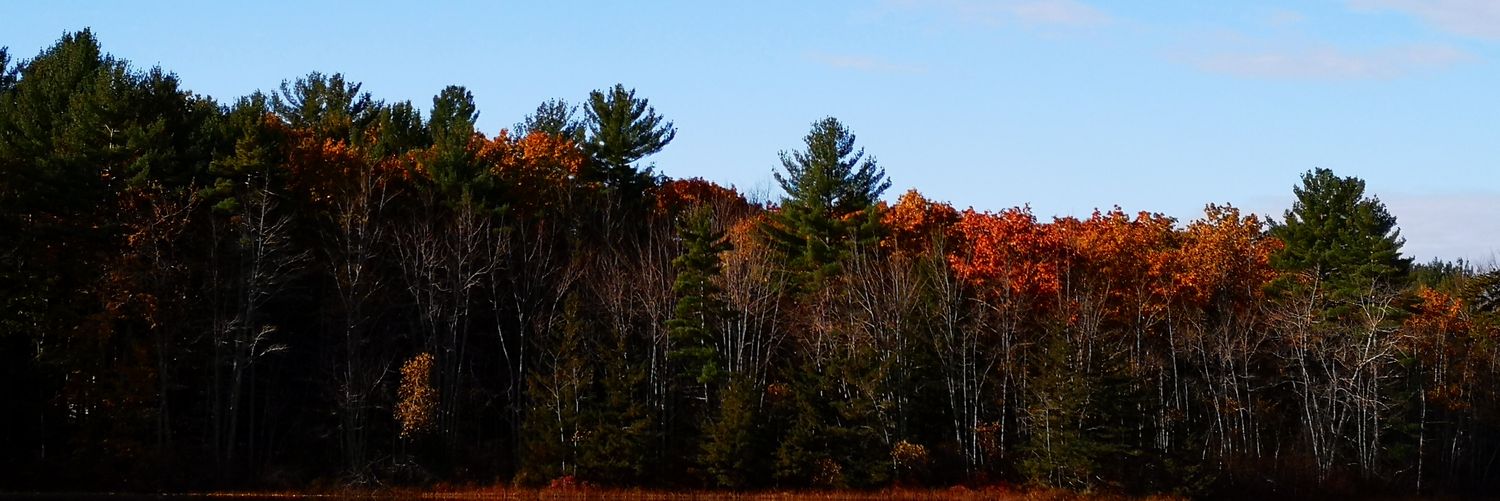 basiliosepe's profile banner image