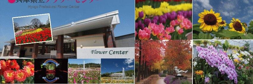 Flower_fu's profile banner image