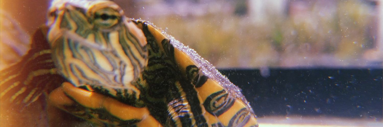 MiihBianchini's profile banner image