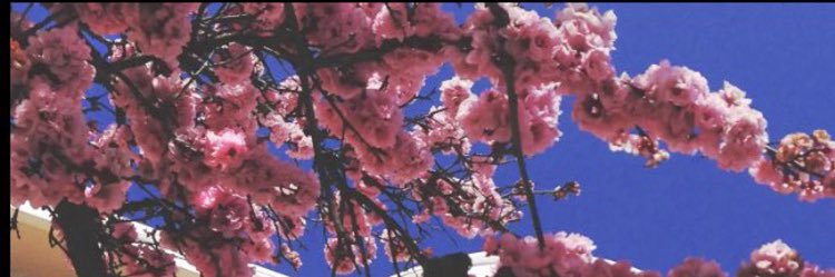 RachelCanelon's profile banner image