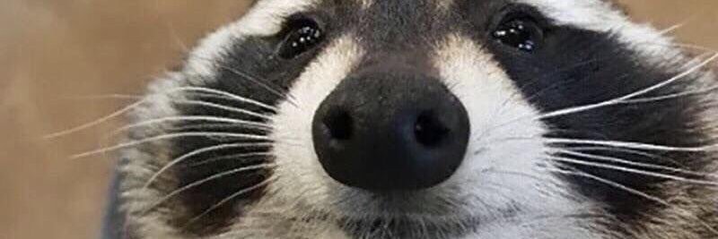 _Raptortillas's profile banner image