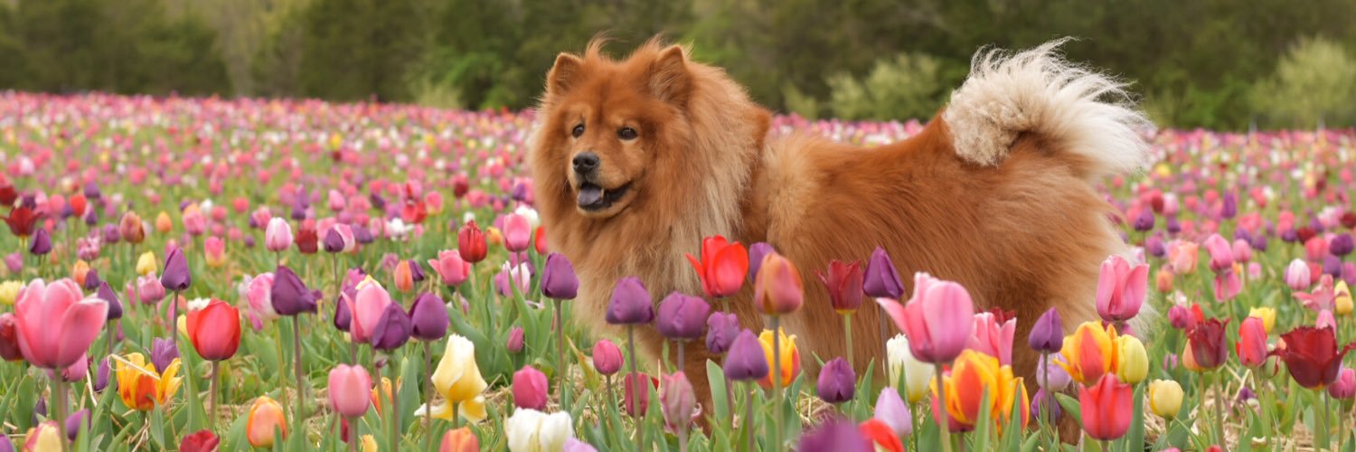 Izzy_the_Chow's profile banner image