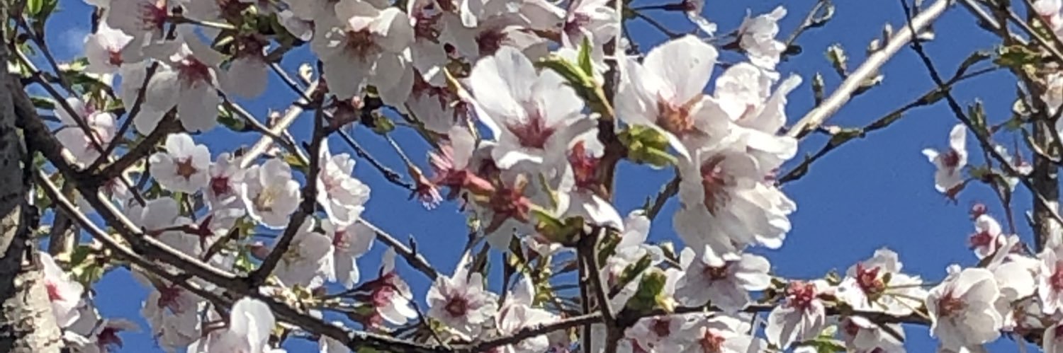 kozakura410's profile banner image