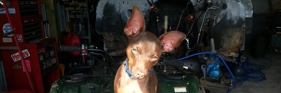 Corey * Penny Denham banner