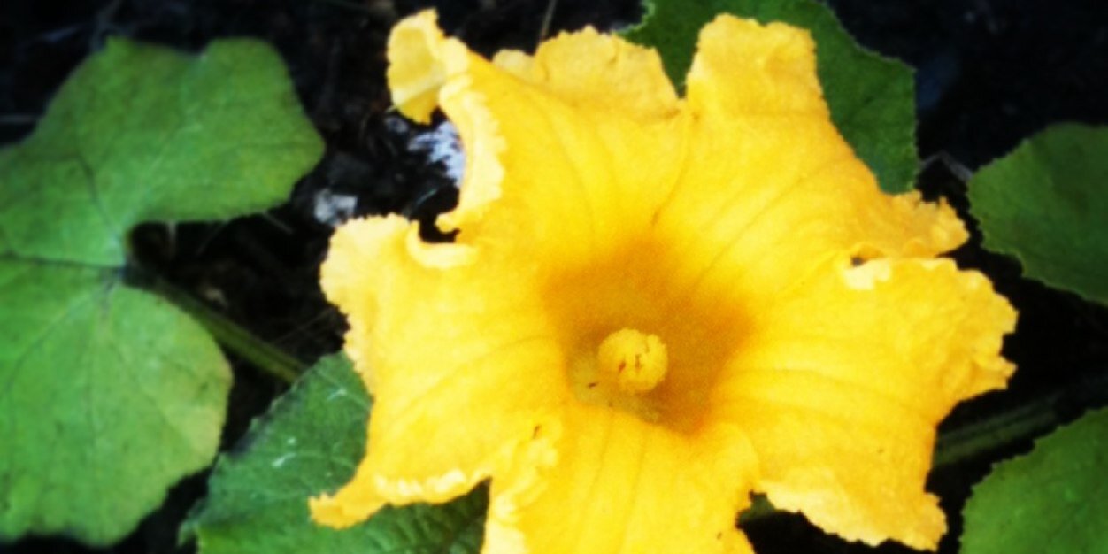 Sara Bonnee May banner