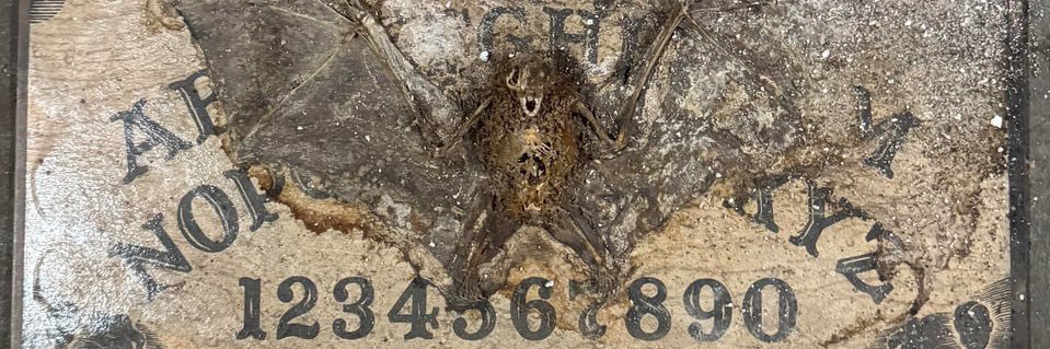 ✯ A̷l̷a̷b̷a̷s̷t̷e̷r̷ ̷D̷i̷s̷a̷s̷t̷e̷r̷ ✯ banner