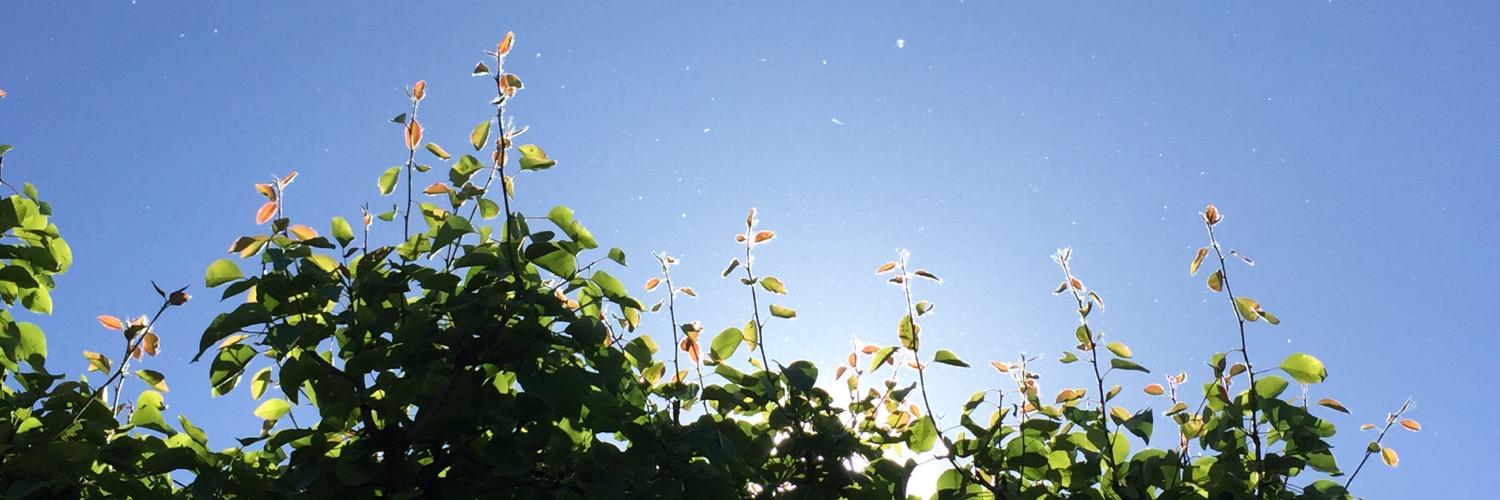 LauraTomillo's profile banner image