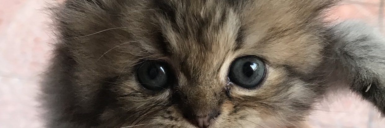erlindaaaa's profile banner image