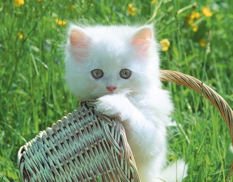 علي حبيب banner