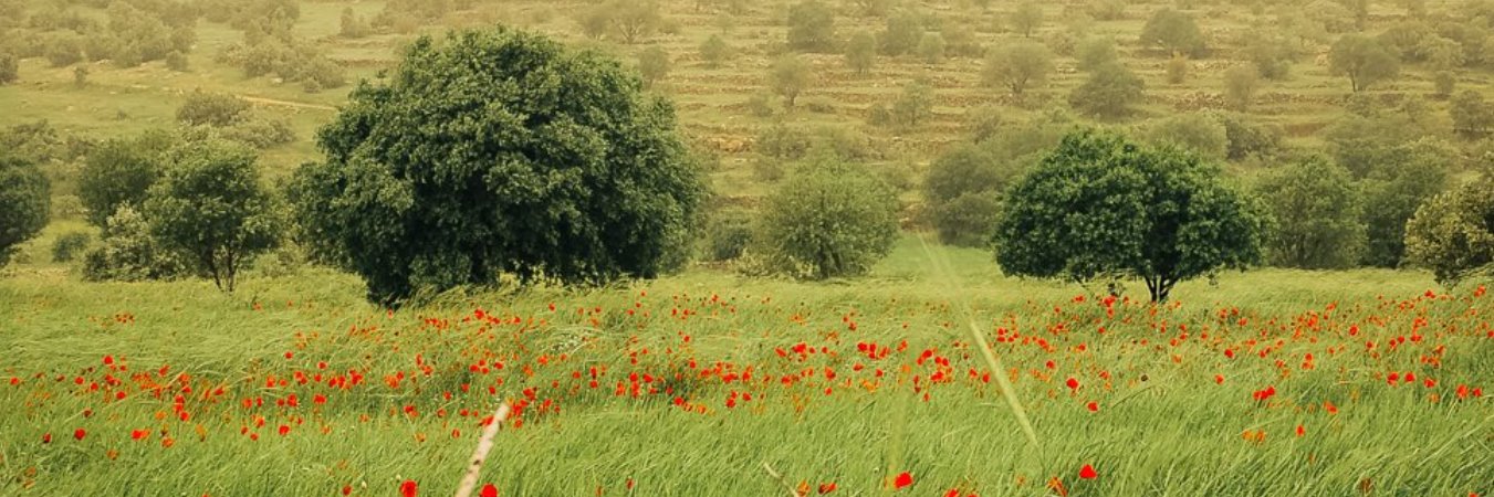 FairouzAsja's profile banner image