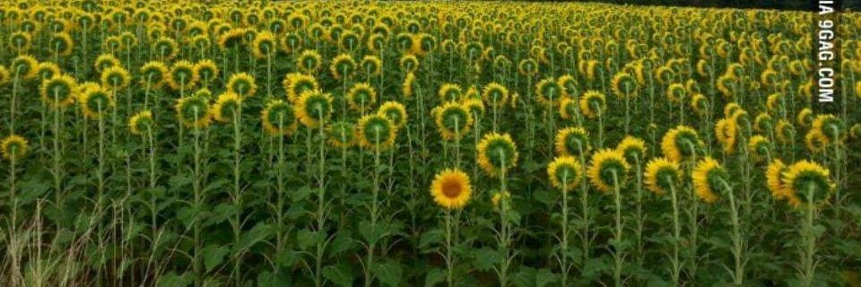 k_hapuc's profile banner image