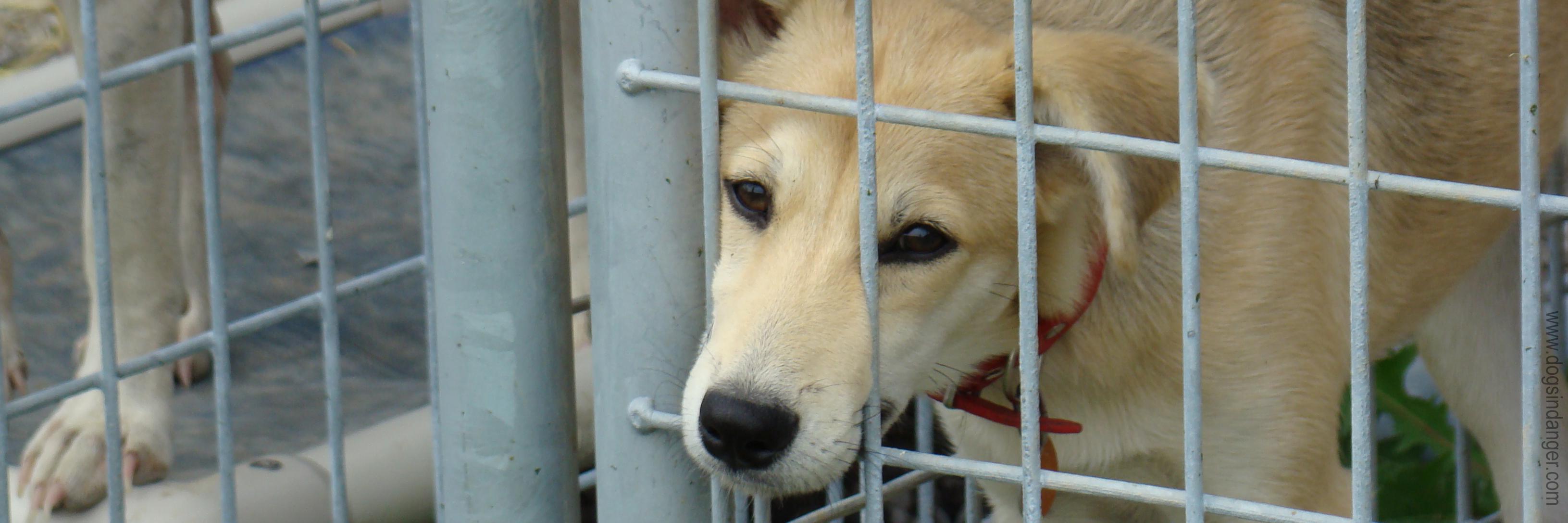 DogsInDanger's profile banner image