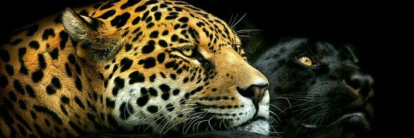 RaghuTechWiz Profile Banner