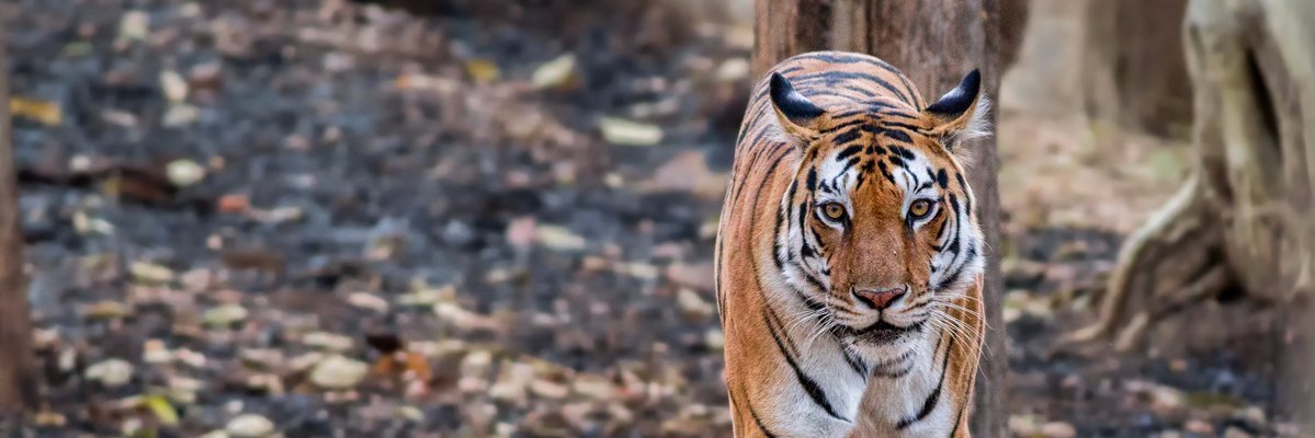 mrdeepaksahu's profile banner image