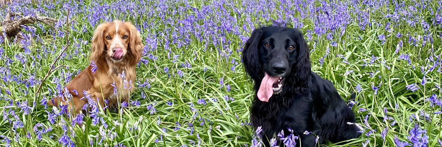 fidelaney's profile banner image