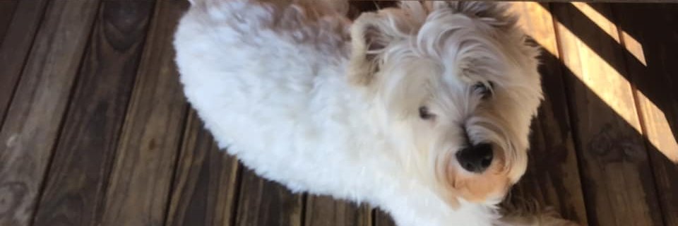 CathIsReading's profile banner image