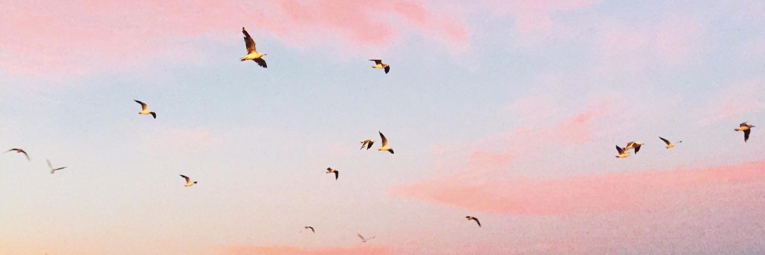 theladymimi's profile banner image