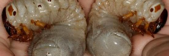 Chris Nodeisha 🪳 banner