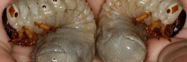 ChrisNodeisha Profile Banner