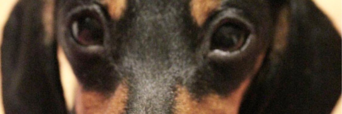 LionessWanda's profile banner image