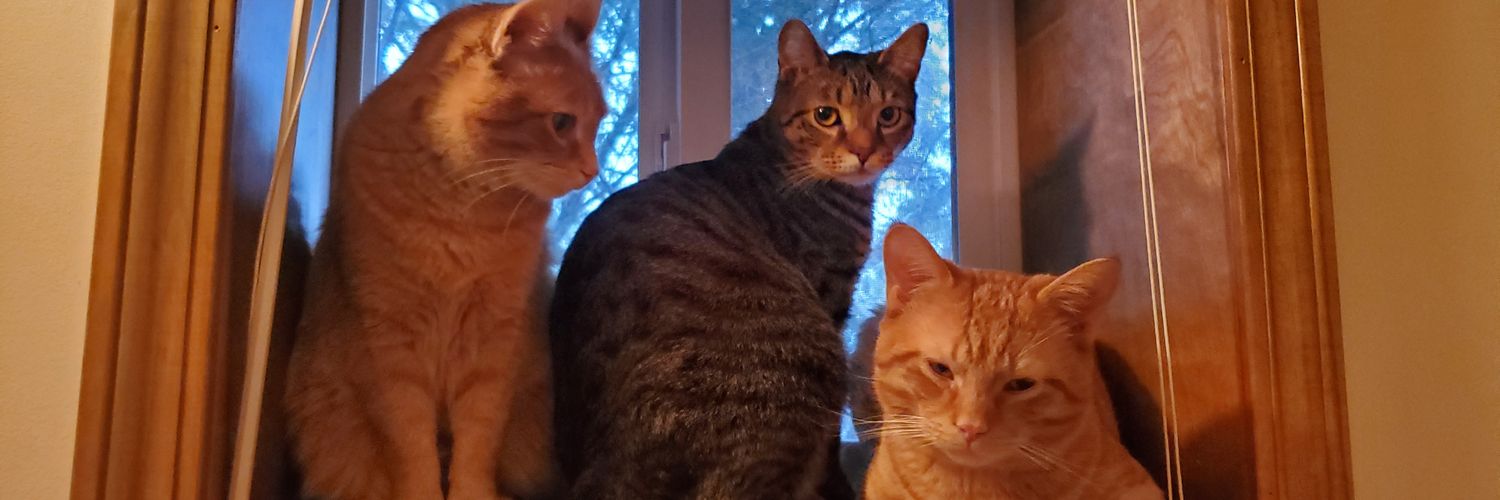 tigr9773's profile banner image