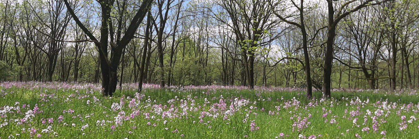 Dr. Brooke C. Tesche banner