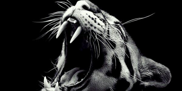 ruddy_jarod's profile banner image