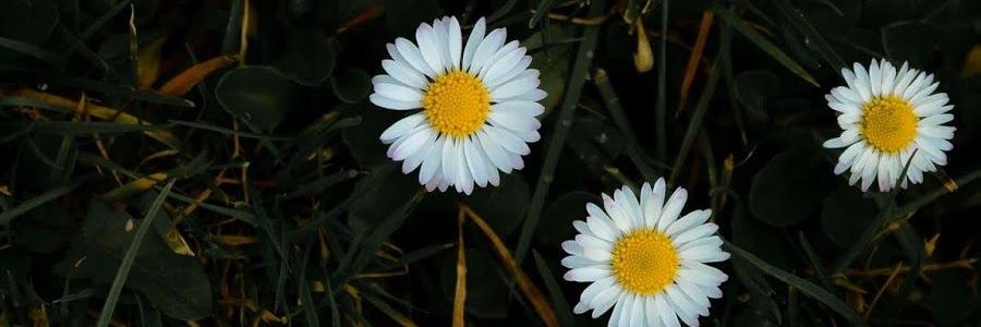 beyzaozkan__'s profile banner image