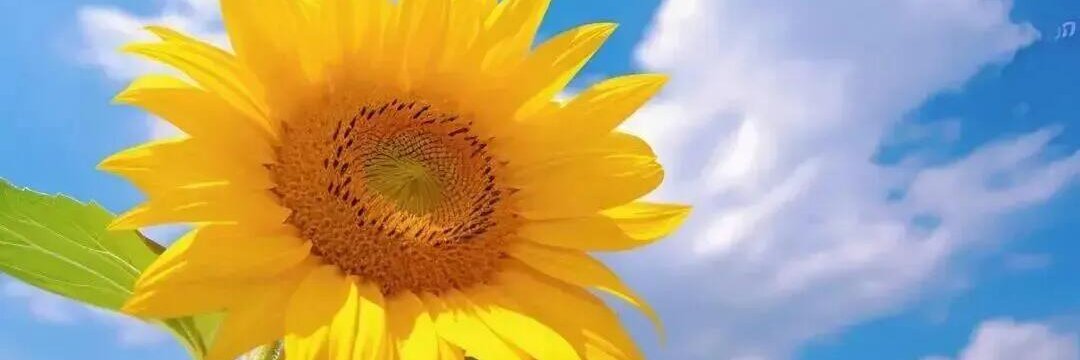 shimaD's profile banner image
