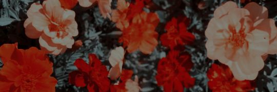 _FireLady_'s profile banner image