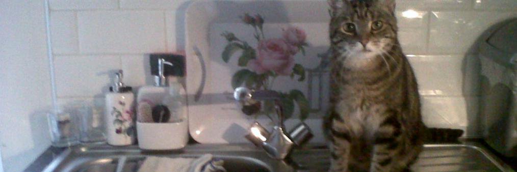 Major Apollo Tom banner