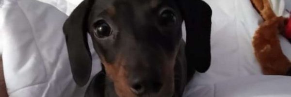 rcokyxbf Profile Banner